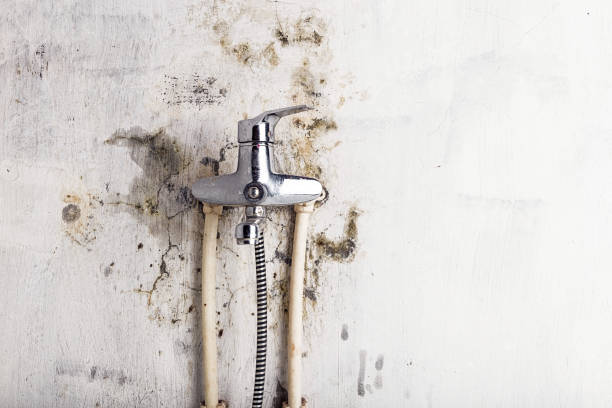 Best Mold Inspection  in Salisbury, MO