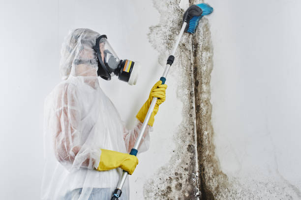 Best Mold Damage Repair  in Salisbury, MO