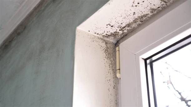 Best Fast Mold Removal  in Salisbury, MO