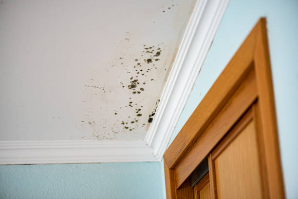 Best Mold Removal Specialists  in Salisbury, MO