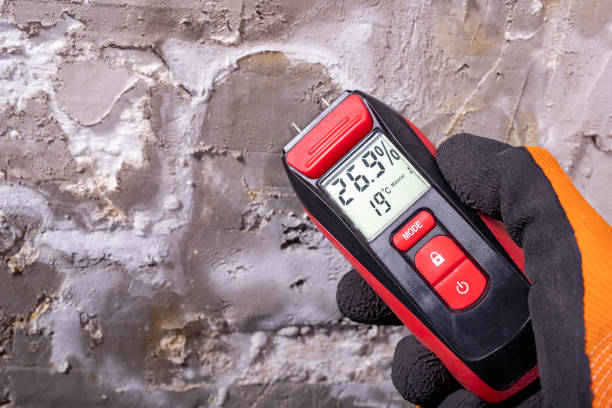 Best Toxic Mold Removal  in Salisbury, MO