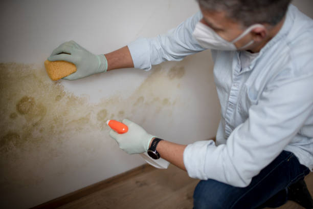 Trusted Salisbury, MO Mold Removal Experts