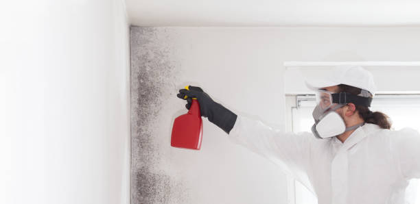Best Affordable Mold Removal  in Salisbury, MO