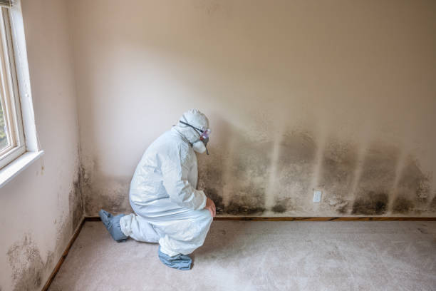 Best Certified Mold Removal  in Salisbury, MO
