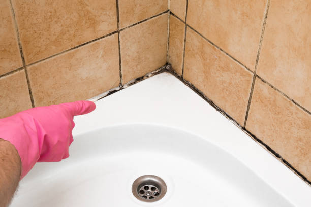 Best Professional Mold Removal  in Salisbury, MO